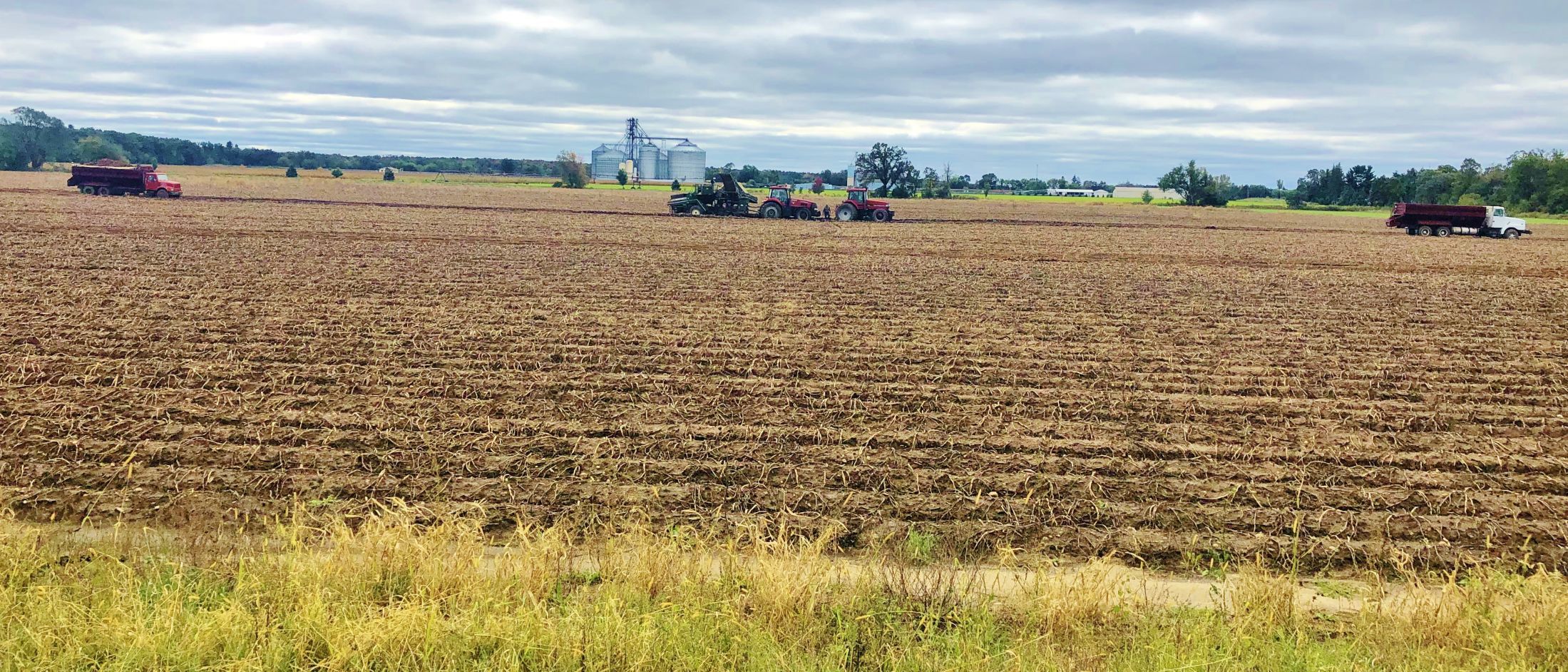Potato harvest challenged